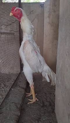 White Shamo Chicks for Sale 0