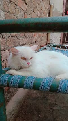 Persian double coated female cat