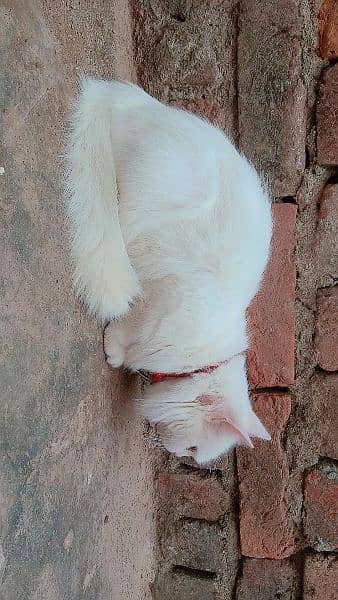 Persian double coated female cat 1