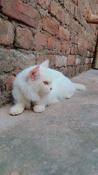 Persian double coated female cat 3