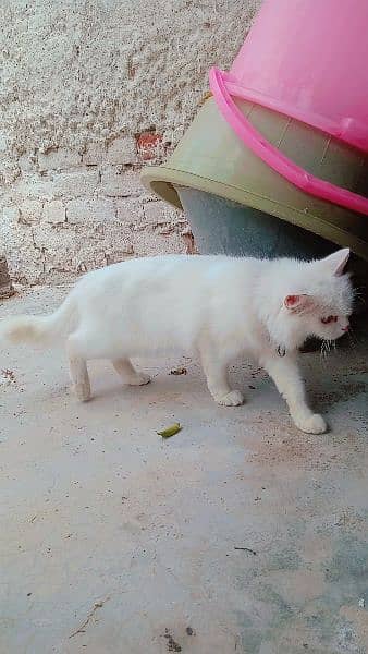 Persian double coated female cat 4