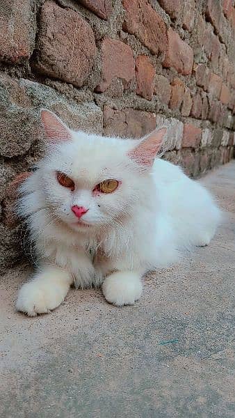 Persian double coated female cat 5