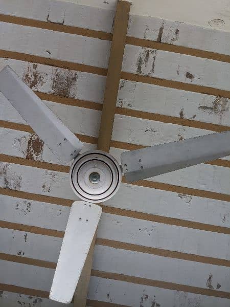 ceiling fans 1
