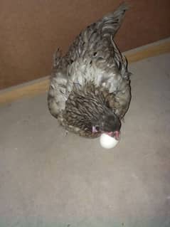 Pure Aseel and Golden misri Hens setup for sale. 0