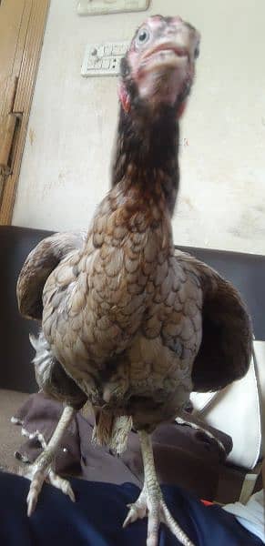 Pure Aseel and Golden misri Hens setup for sale. 2