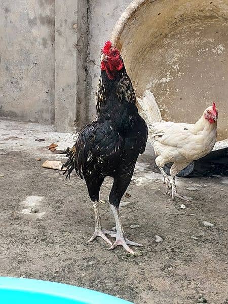Pure Aseel and Golden misri Hens setup for sale. 3
