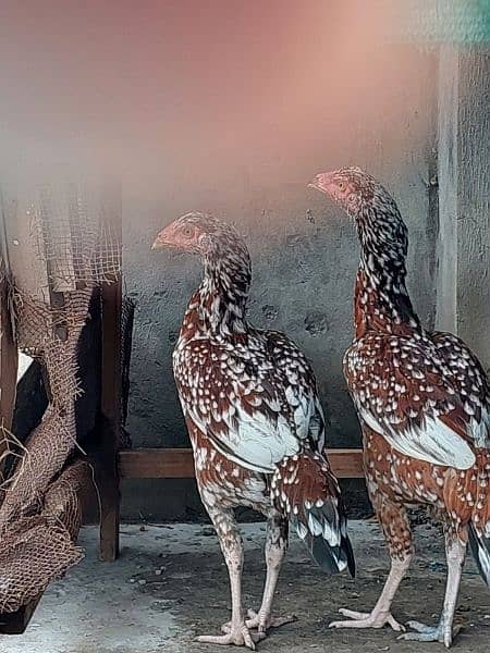 Pure Aseel and Golden misri Hens setup for sale. 5