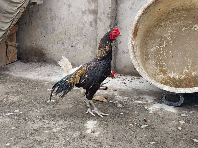 Pure Aseel and Golden misri Hens setup for sale. 7