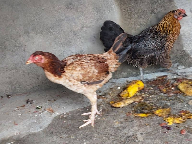 Pure Aseel and Golden misri Hens setup for sale. 10