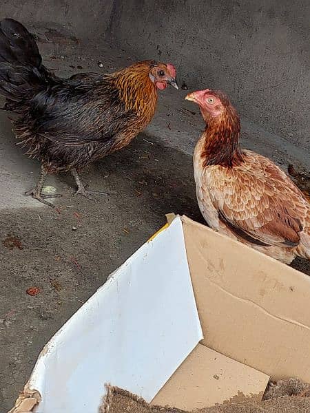 Pure Aseel and Golden misri Hens setup for sale. 11