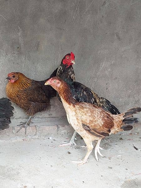Pure Aseel and Golden misri Hens setup for sale. 12