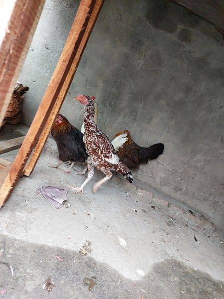Pure Aseel and Golden misri Hens setup for sale. 13