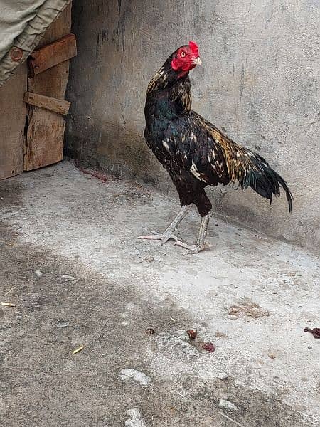 Pure Aseel and Golden misri Hens setup for sale. 14