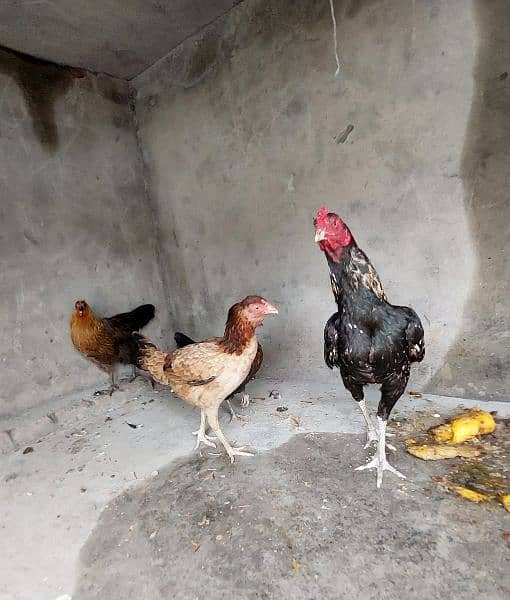 Pure Aseel and Golden misri Hens setup for sale. 16