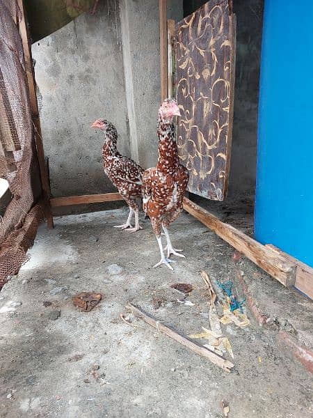 Pure Aseel and Golden misri Hens setup for sale. 18