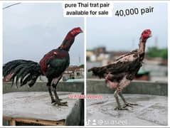 3 Pure Thai Aseel Pair read full add