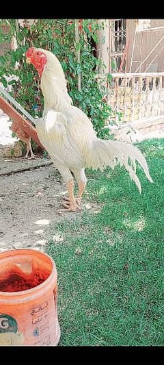 Qandhari parrot beak white male