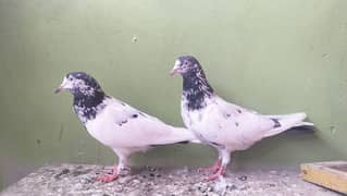 3 breeding pairs