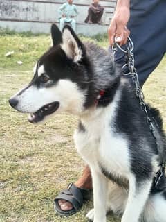 Siberian husky for urgent sale