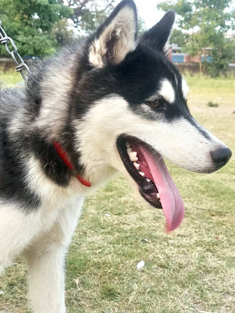 Siberian husky for urgent sale 5