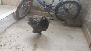 02 Grey Bantam Adult Females (Mother & Daughter)