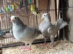 Silver Mukhi mokhi kabootar Fancy pigeon