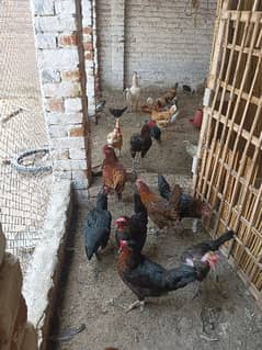 all age hen and chicks available ha aur aseel murgi and murga be