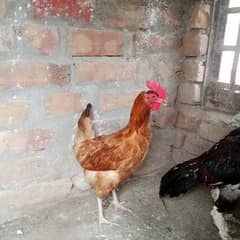 Golden misri hen for sale