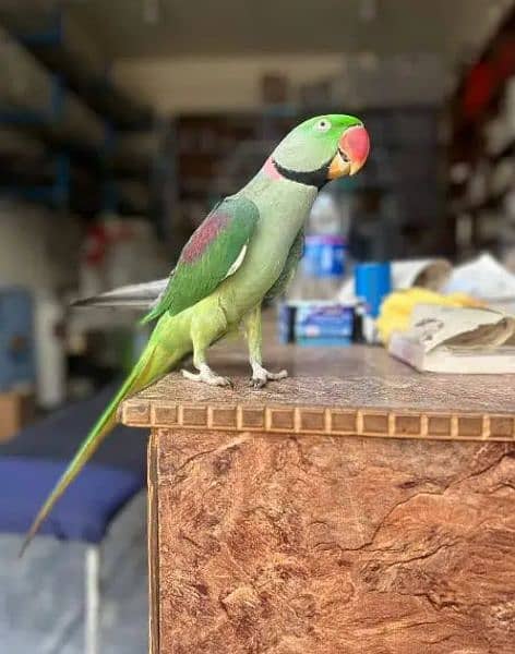 raw perrot for sale age 3 year male 0