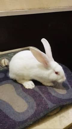 New Zealand white rabbit with cage 0