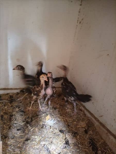 High quality aseel chicks (03369134423) 1