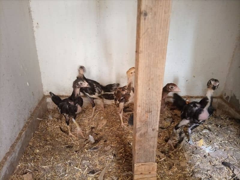 High quality aseel chicks (03369134423) 3