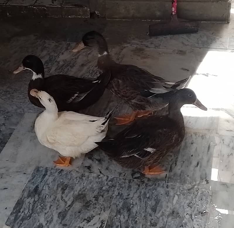 Ducks 5