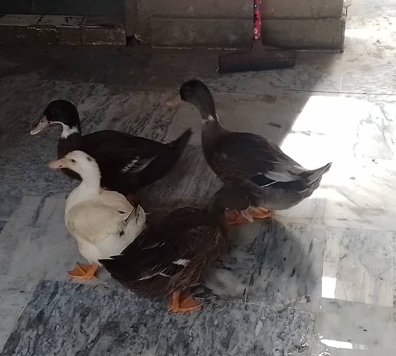 Ducks 6