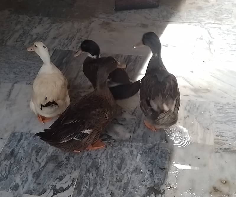 Ducks 7