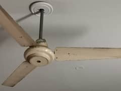 2 ceiling fans