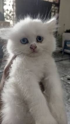 persian cat kitten