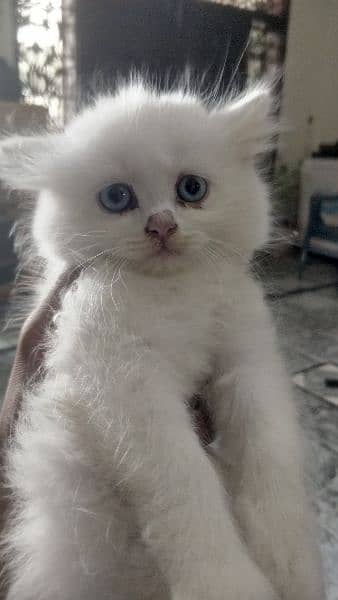 persian cat kitten 0