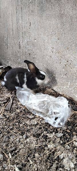 Rabbits pair 1