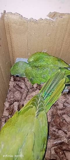 ringneck parrot baby
