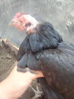Aseel lasani cross chicks only two available