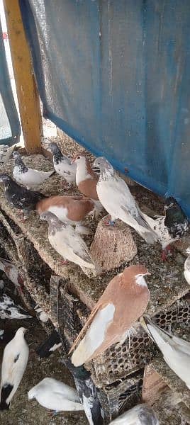 Pigeon For Sale 6