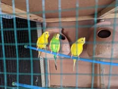 13 parrots with cage and pots and nest