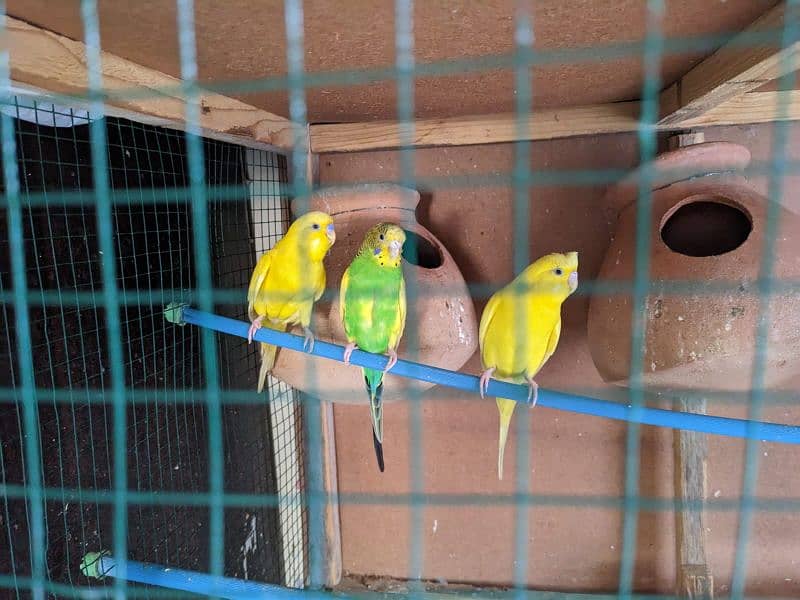 13 parrots with cage and pots and nest 0