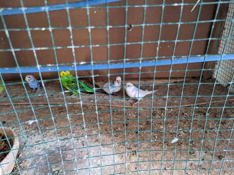 13 parrots with cage and pots and nest 2