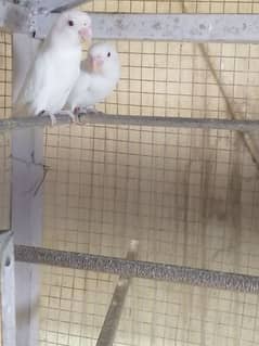 lovebird albino red eyes breeder and active pair