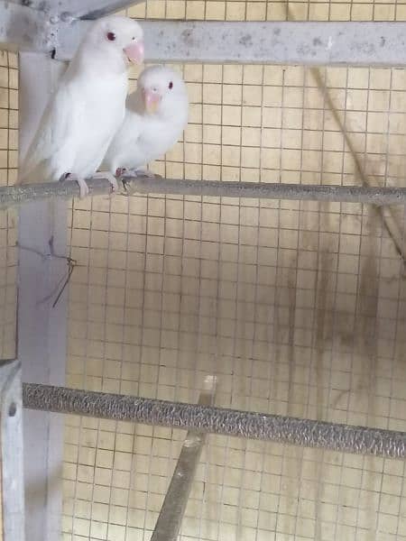 lovebird albino red eyes breeder and active pair 1