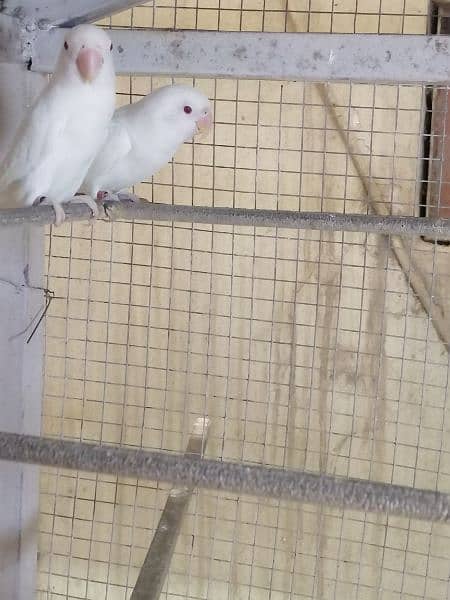 lovebird albino red eyes breeder and active pair 2