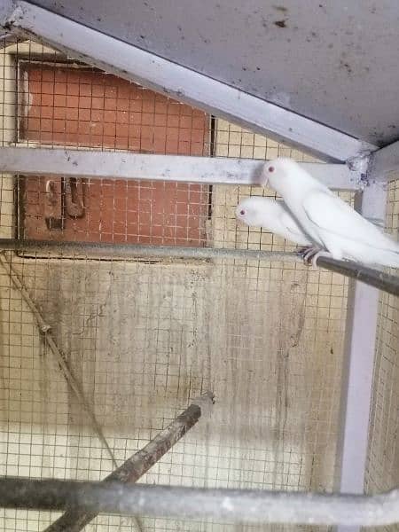 lovebird albino red eyes breeder and active pair 3
