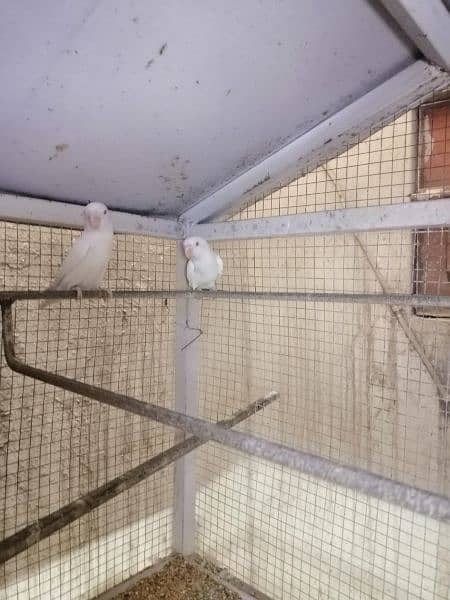 lovebird albino red eyes breeder and active pair 4